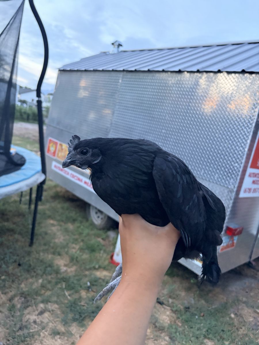 Point of lay Ayam cemani hens 