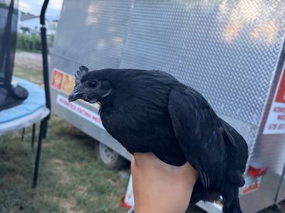 Point of lay Ayam cemani hens