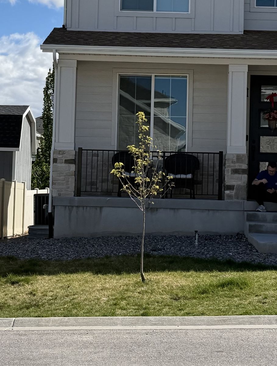 Free Flowering Pear Tree