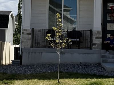 Free Flowering Pear Tree