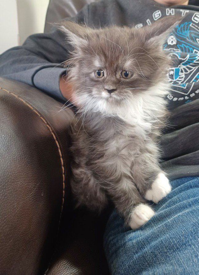 TICA Maine Coon Kittens