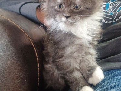 TICA Maine Coon Kittens