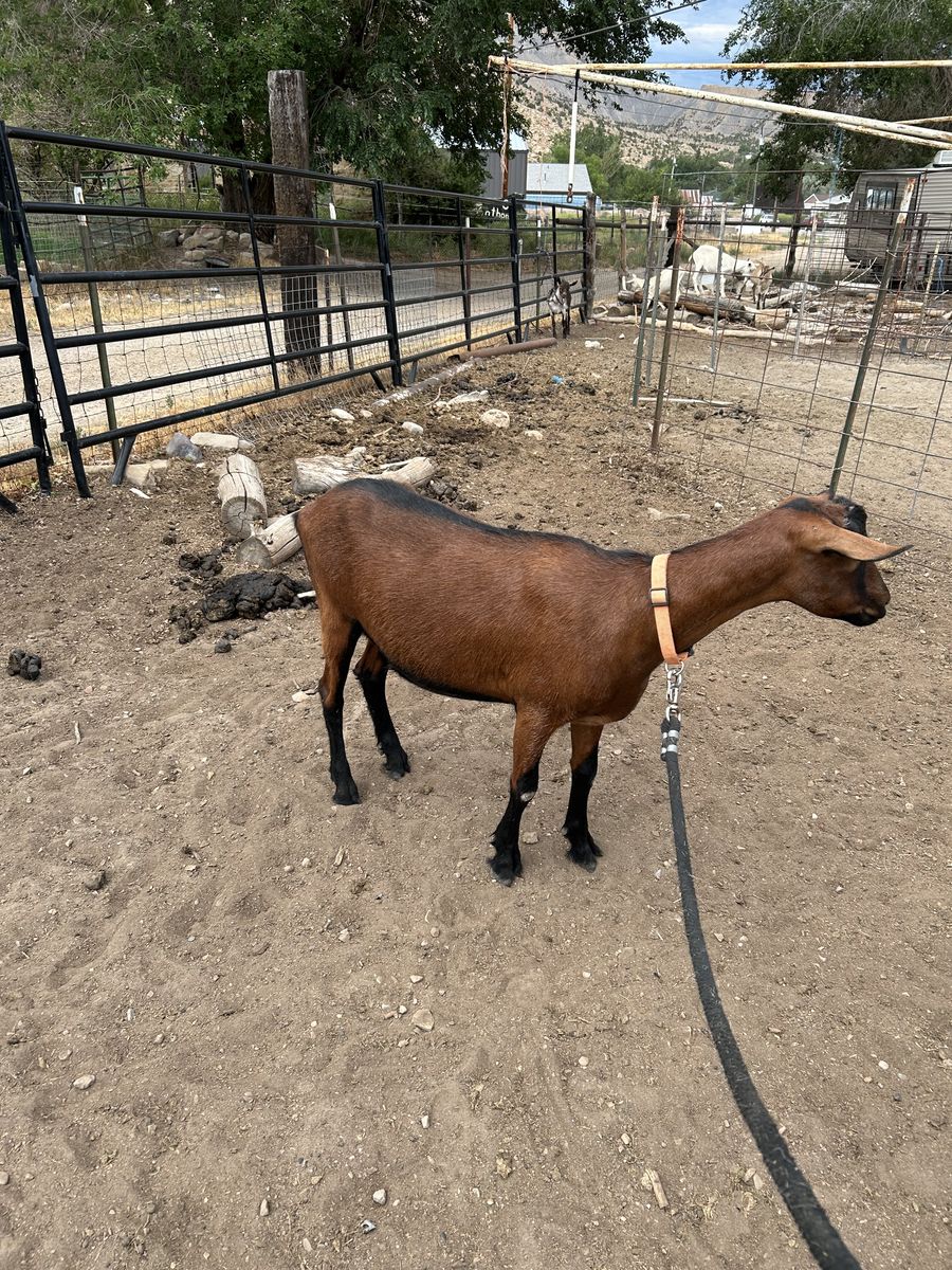2 year old oberhasli wether