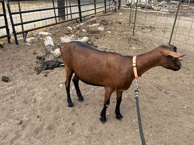 2 year old oberhasli wether