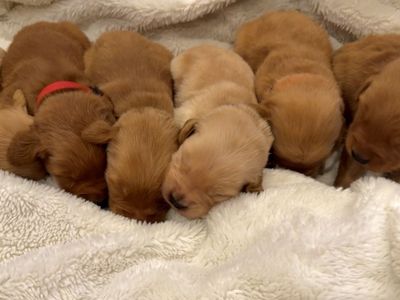 AKC Golden Retriever Puppies