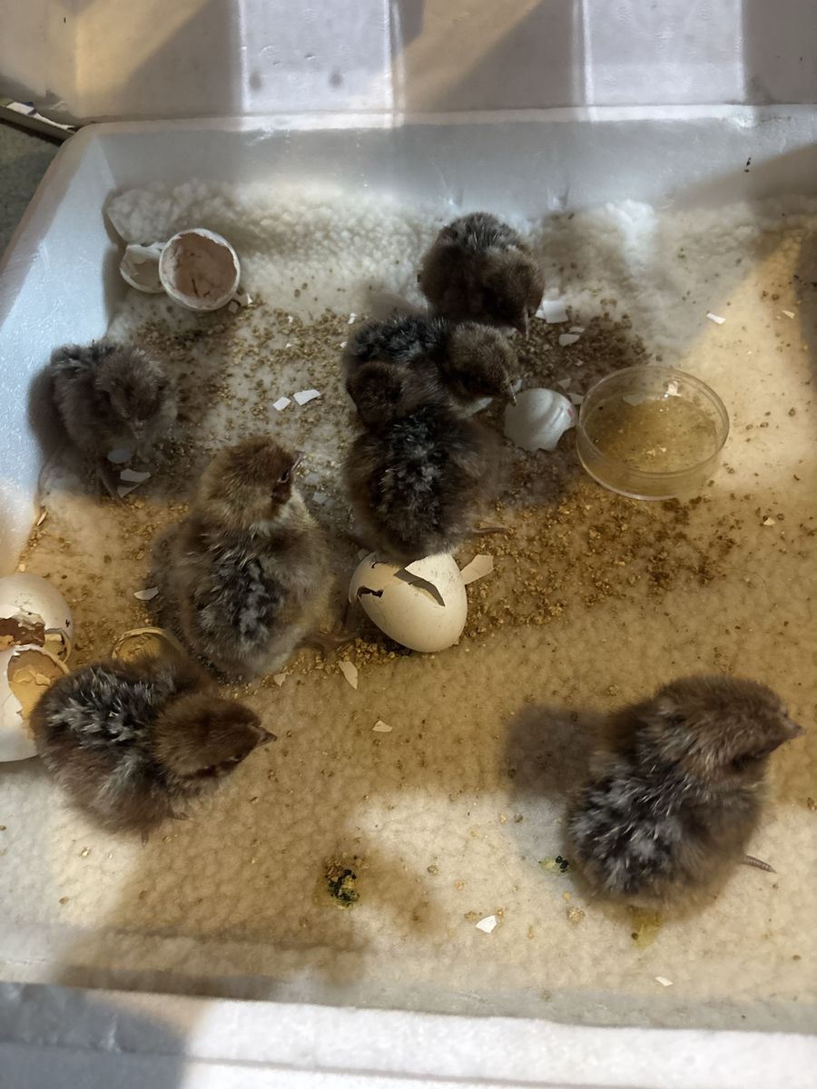 Baby Chickens Barnyard Mix