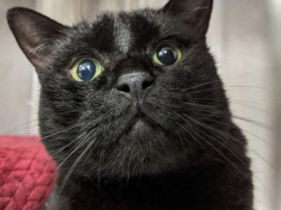 Hello my name is Cleopatra