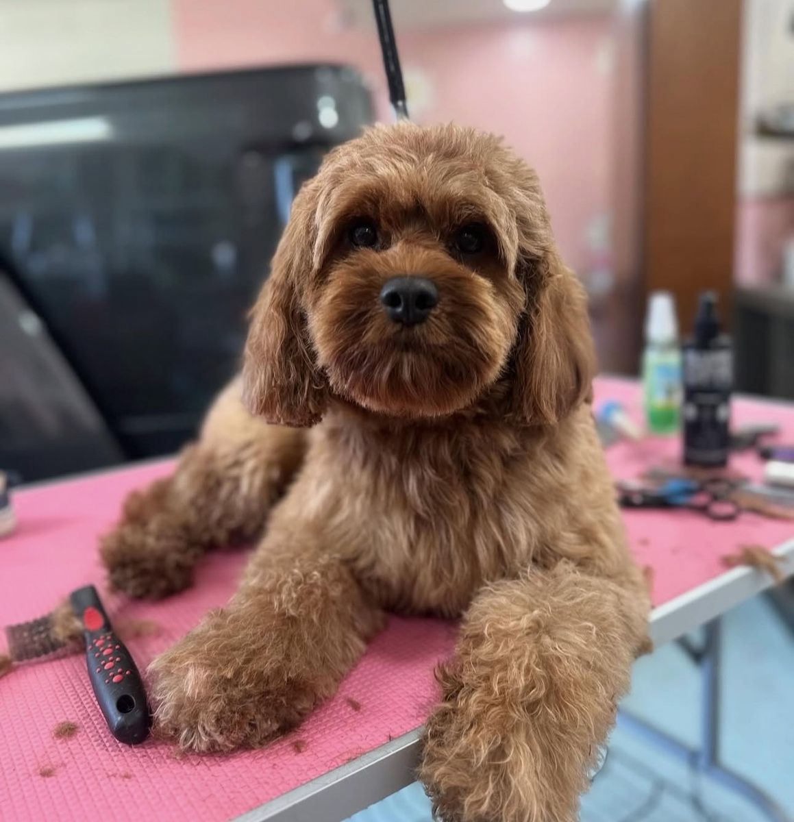 CAVAPOO F1 stud -Chewy 15lbs