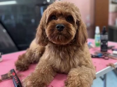 CAVAPOO F1 stud -Chewy 15lbs