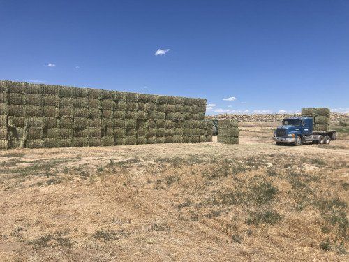 Premium Alfalfa hay, Ready for Transport