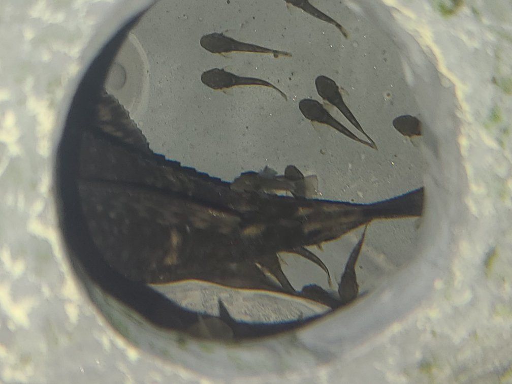 Baby Pleco Fish (Bristlenose)
