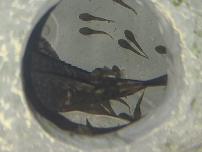 Baby Pleco Fish (Bristlenose)