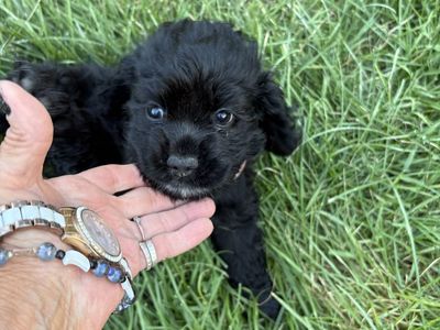 Purebred Cocker Spaniel Puppies