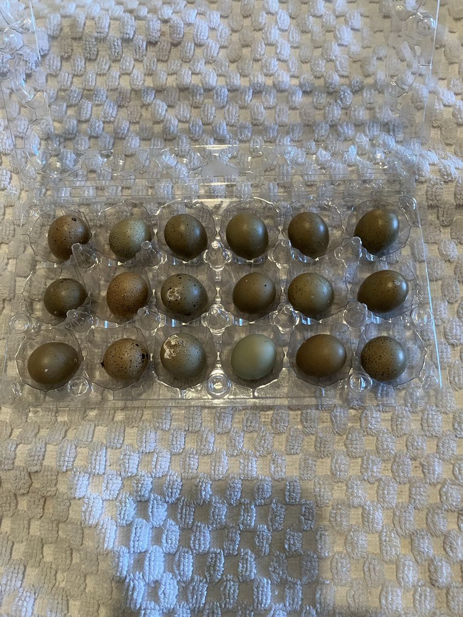 Button Quail Eggs For Hatching