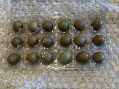 Button Quail Eggs For Hatching