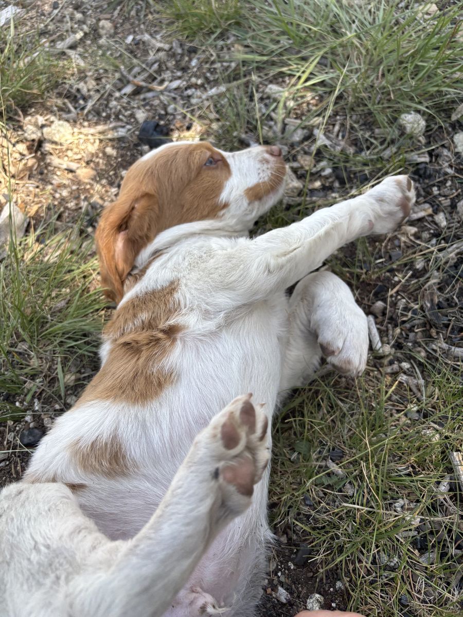 AKC Brittany Puppies Ready July 13th (7/13) Chubbuck Idaho
