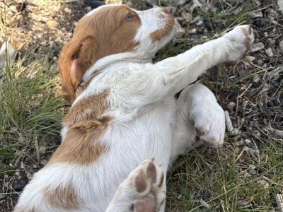 AKC Brittany Puppies Ready July 13th (7/13) Chubbuck Idaho