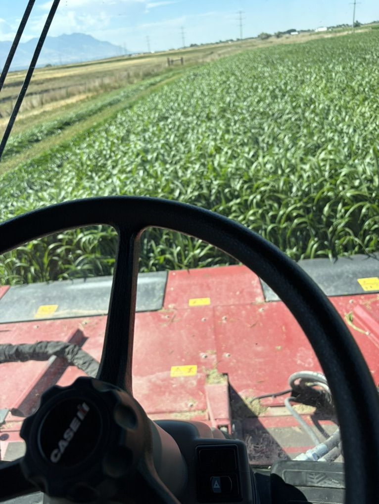 Hay