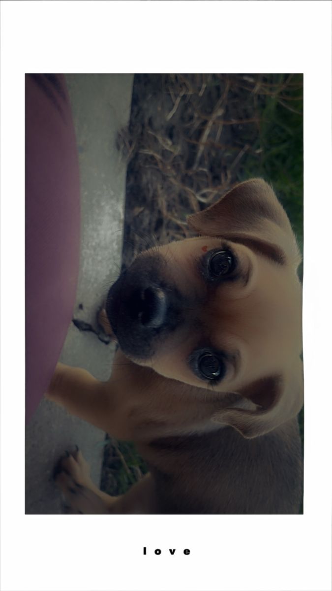 Chihuahua Frenchie Mix