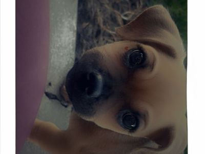 Chihuahua Frenchie Mix