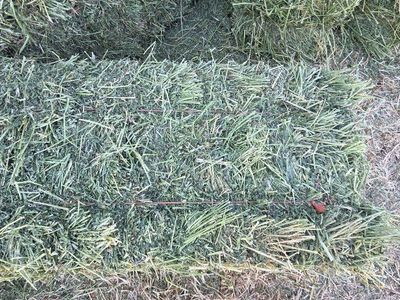 Small bales of Alfalfa Hay