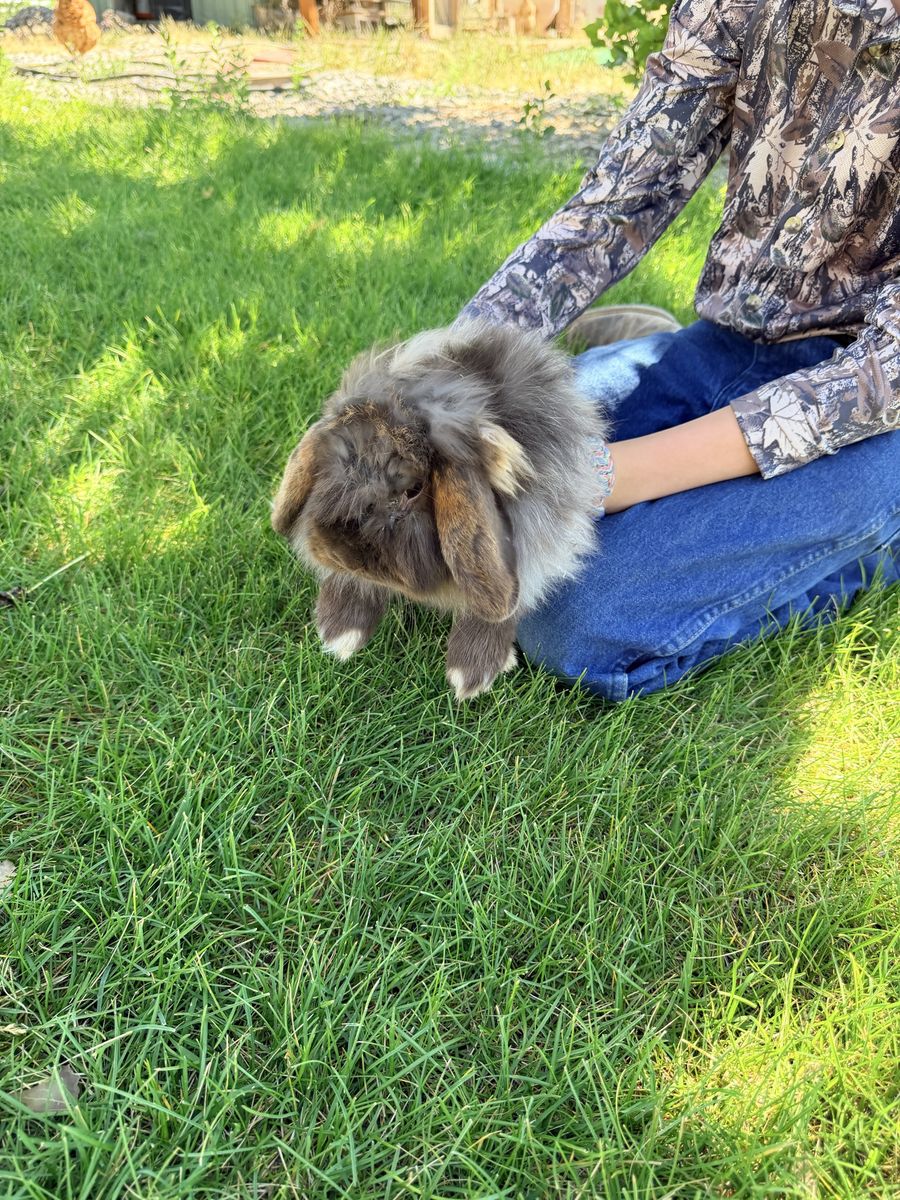 Sweet 1.5-Year-Old Fuzzy Holland Lop Bunny (Velvet) - Ready for Forever Home