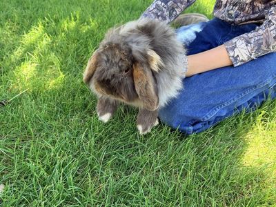 Sweet 1.5-Year-Old Fuzzy Holland Lop Bunny (Velvet) - Ready for Forever Home