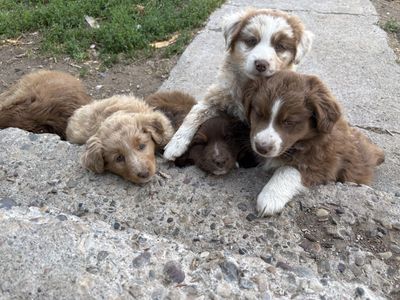 Purebred Australian Shepherds