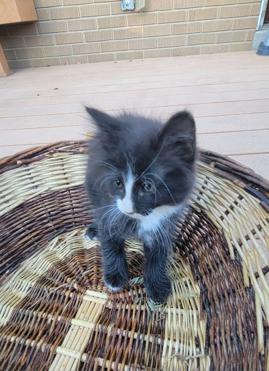 kittens