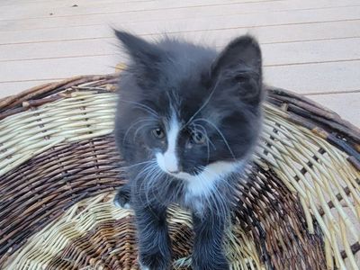 kittens