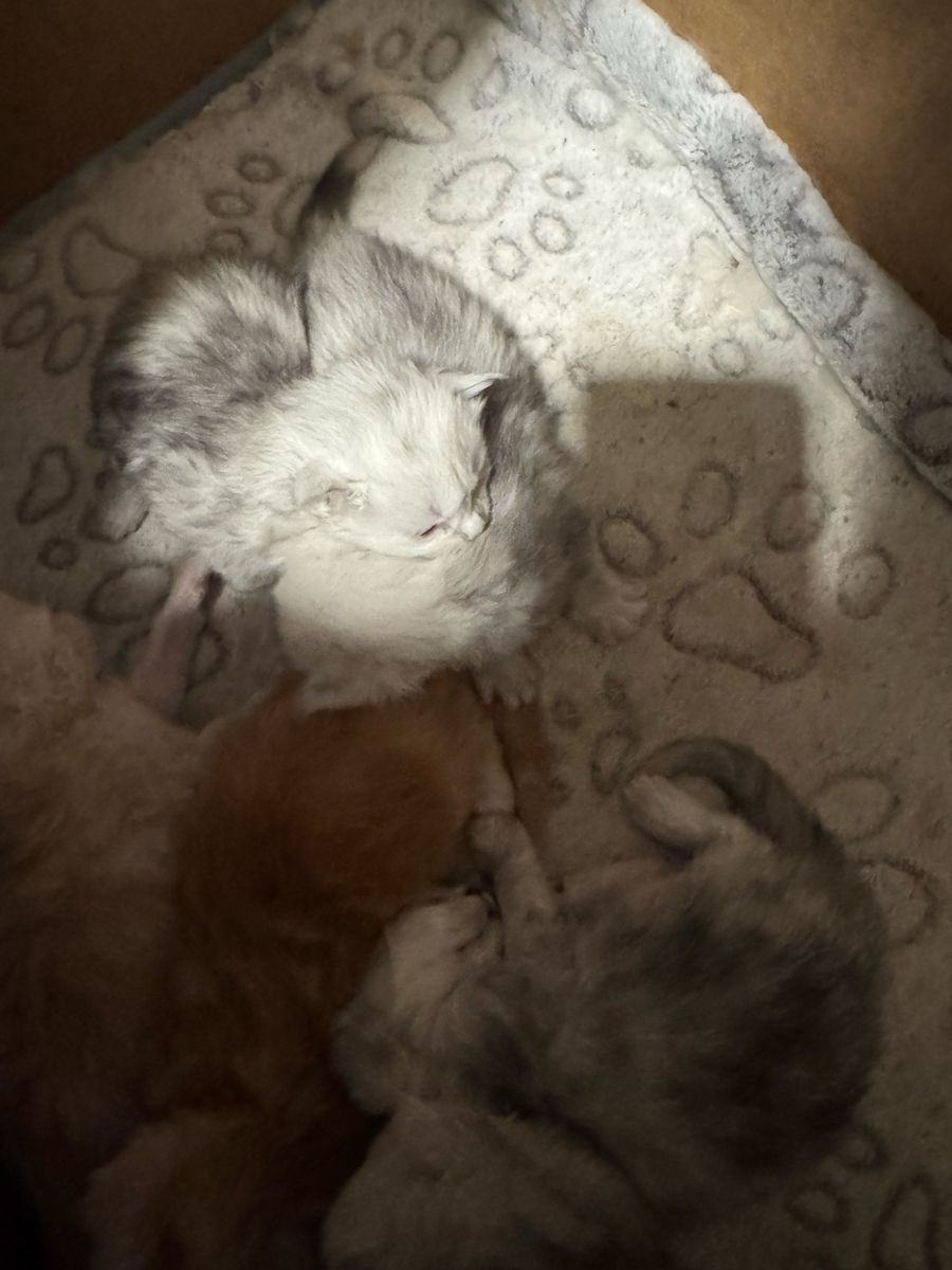 Mainecoon Kittens