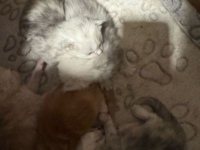 Mainecoon Kittens