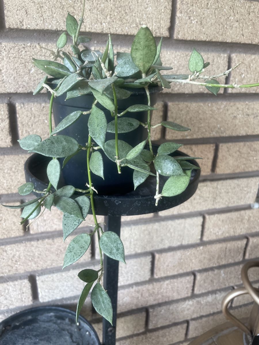 Hoya Lacunosa Silver