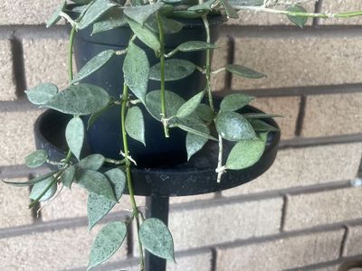 Hoya Lacunosa Silver
