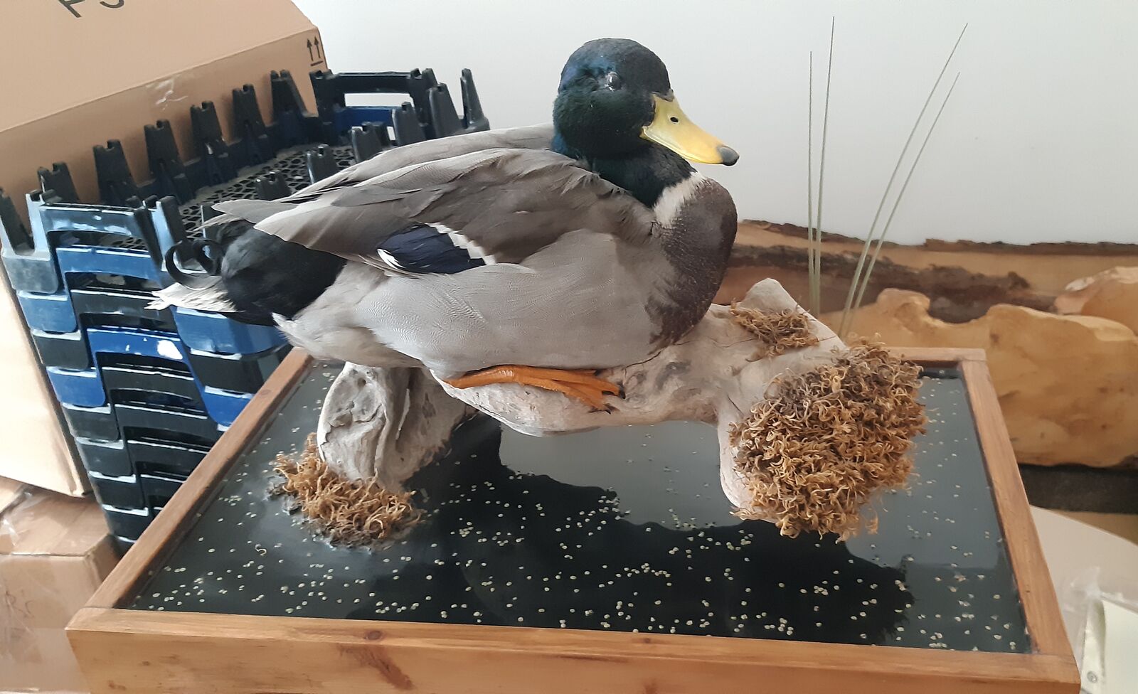Table Mounted Mallard
