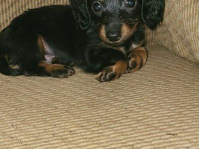 Mini long-haired dachshund