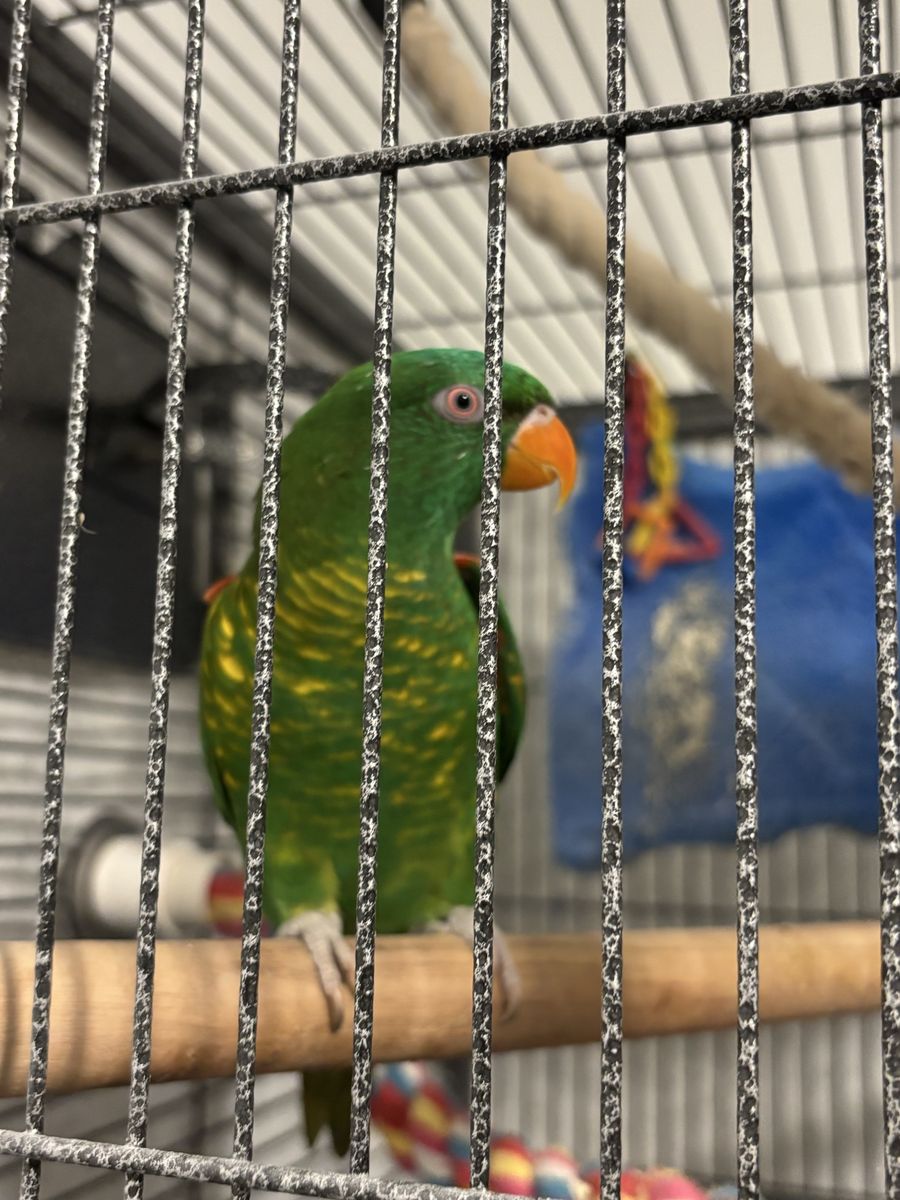 Scaly breasted Lory 