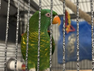 Scaly breasted Lory