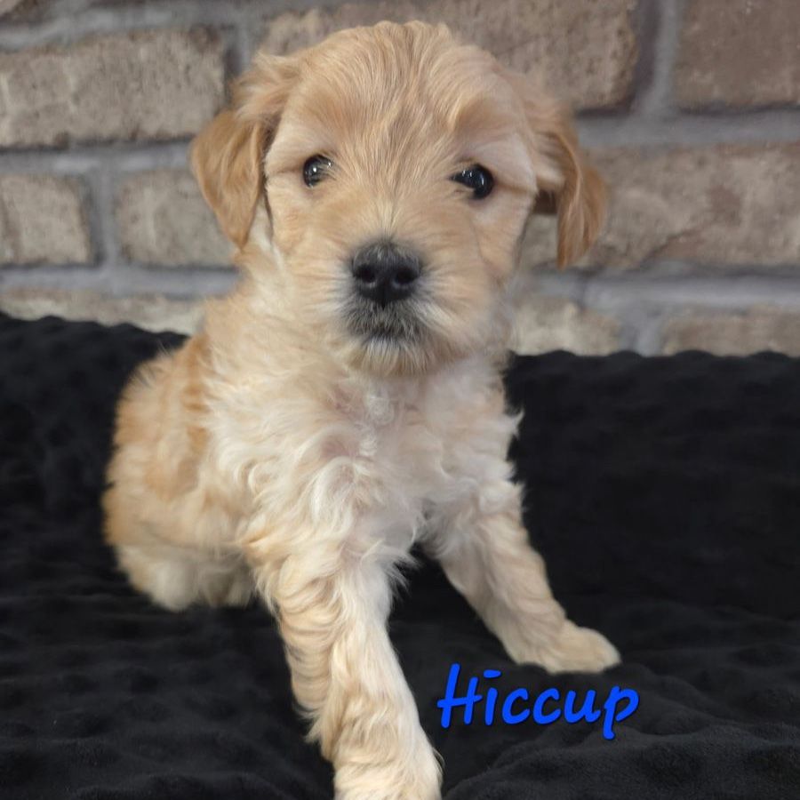 Micro Goldendoodle Puppies- 2 Male Spots Available