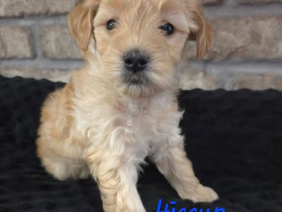 Micro Goldendoodle Puppies- 2 Male Spots Available