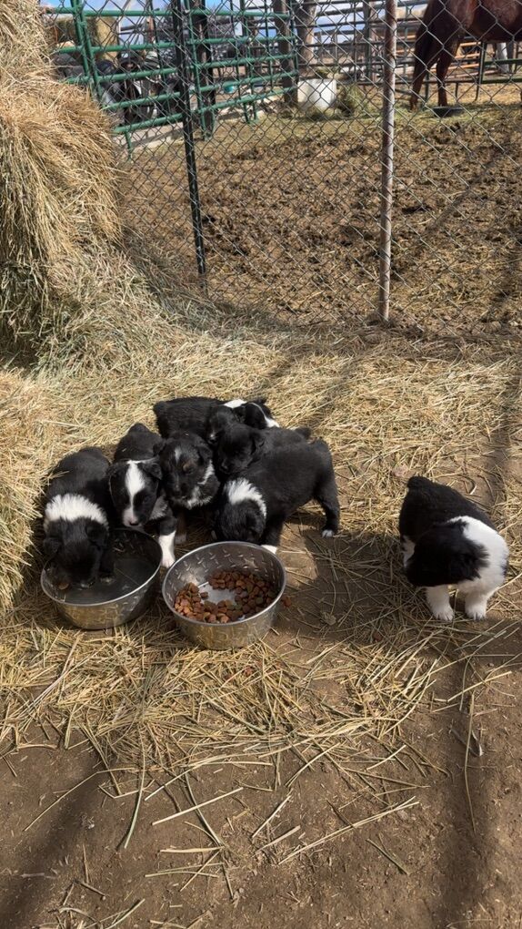 Mini Aussie/ Border Collie Pups