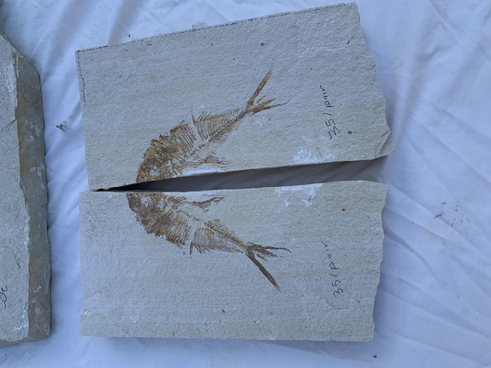 Over 100+ Fossil Fish