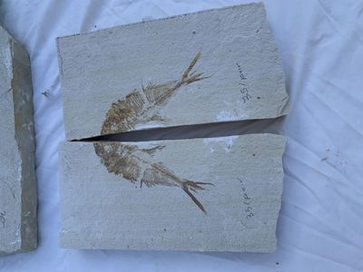 Over 100+ Fossil Fish