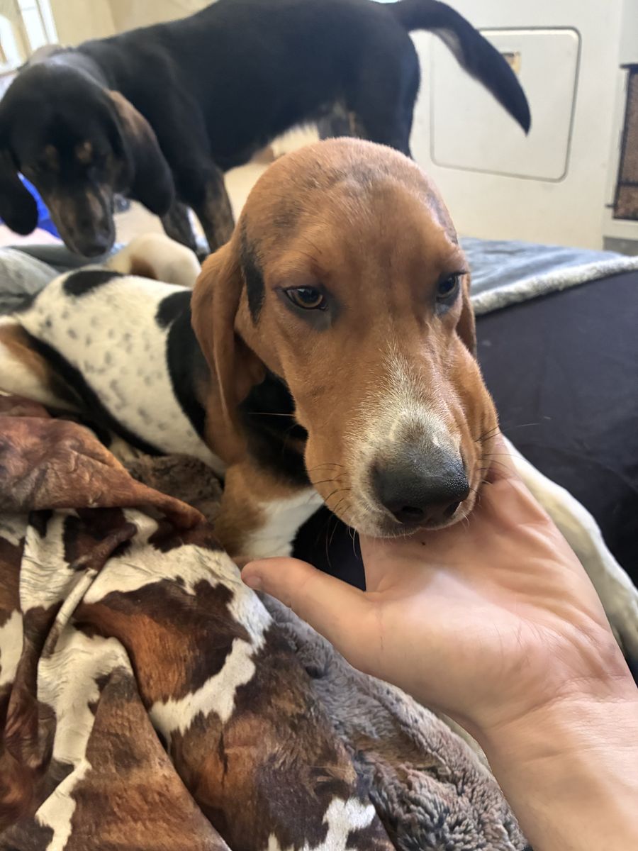 Walker hound for 450