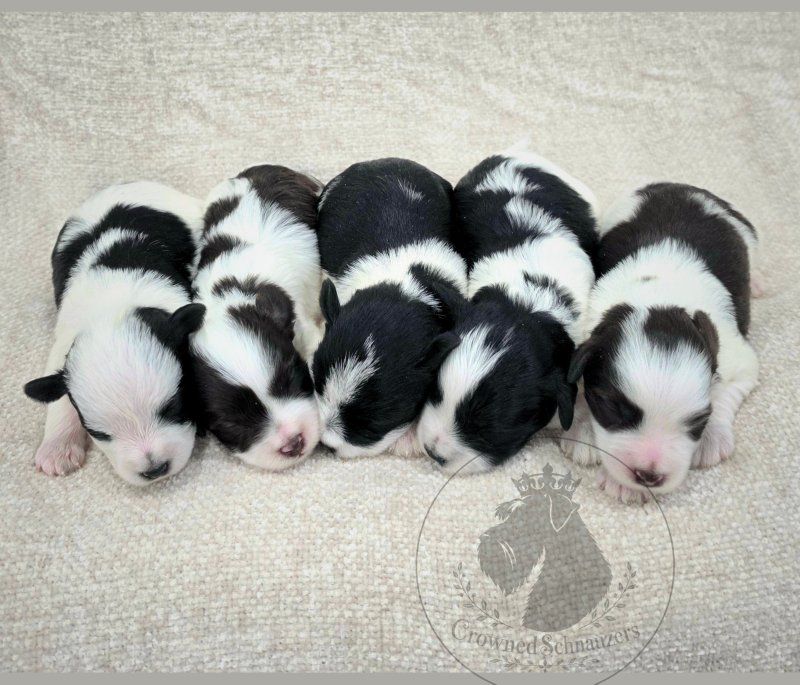 AKC Toy Schnauzers