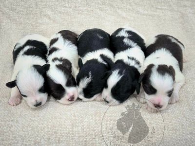 AKC Toy Schnauzers