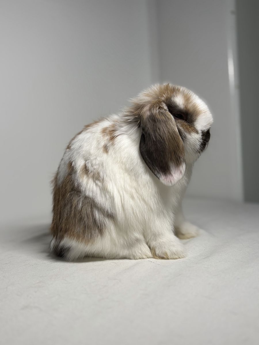 Holland Lop Doe