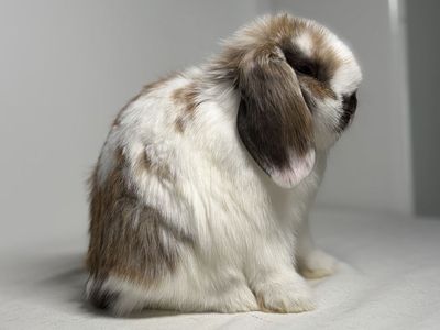 Holland Lop Doe