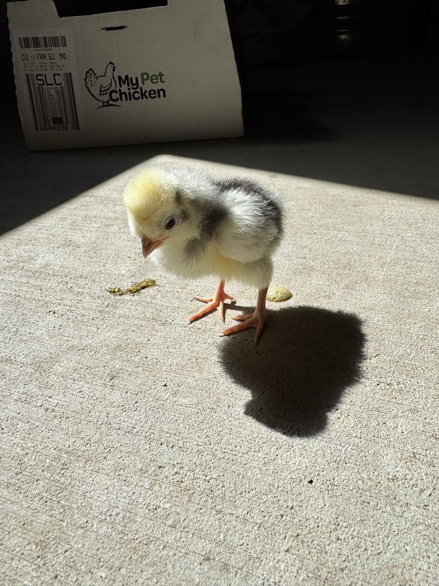 Two Chicks (Bielefelder and White Crested Blue polish)