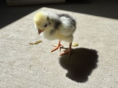 Two Chicks (Bielefelder and White Crested Blue polish)